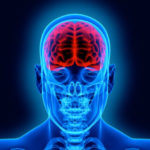 Brain illustrated