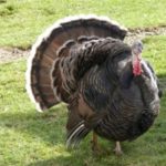 Turkey on a field