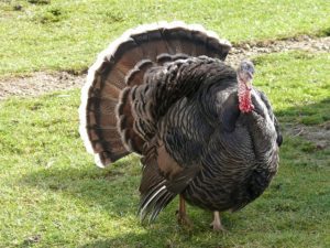 Turkey on a field