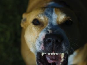 Dog snarling