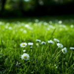 Grass with flowers