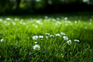 Grass with flowers