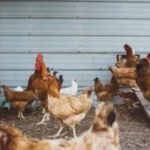 Chicken pen