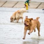 Happy dogs playing in water