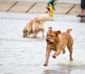 Happy dogs playing in water