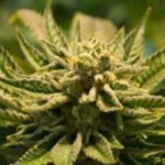 Closeup of marijuana