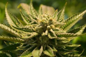 Closeup of marijuana
