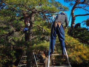 workers are trimming the trees