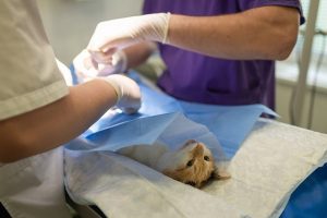 Veterinarians are treating a cat